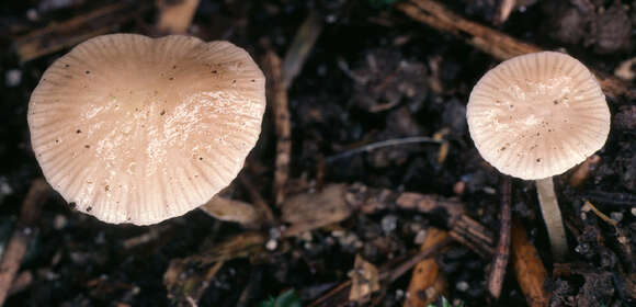 Image of Strobilurus tenacellus (Pers.) Singer 1962