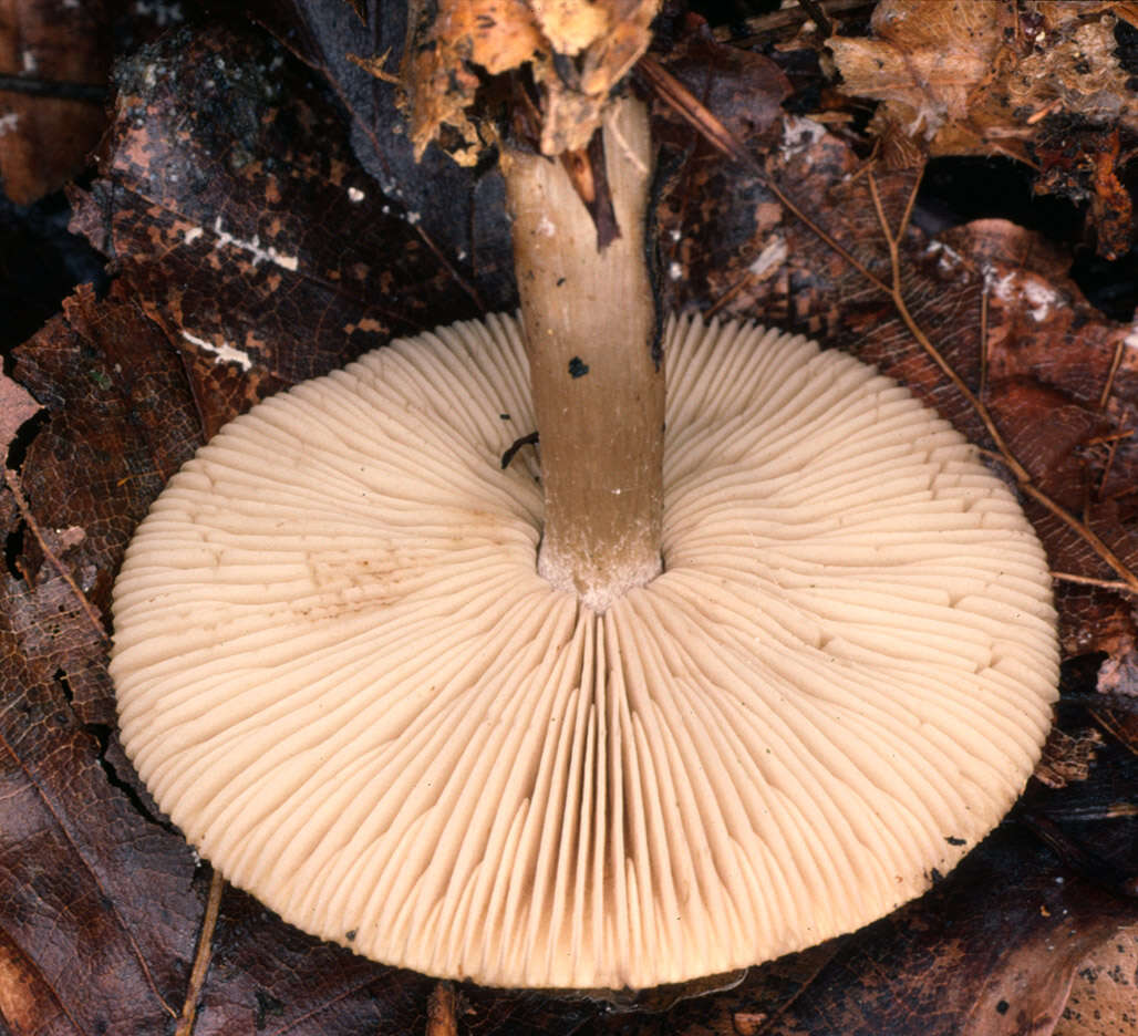 Image of Calocybe gangraenosa (Fr.) V. Hofst., Moncalvo, Redhead & Vilgalys 2012