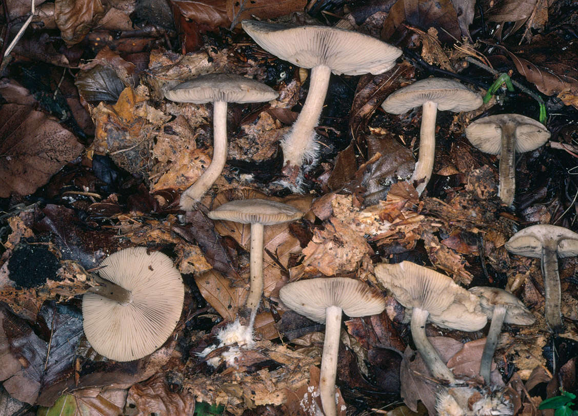 Image of Calocybe gangraenosa (Fr.) V. Hofst., Moncalvo, Redhead & Vilgalys 2012