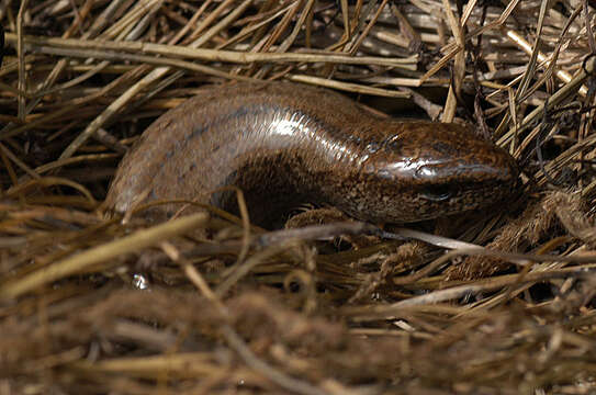 Image of Slow worm