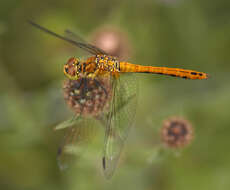 Image of Ruddy Darter