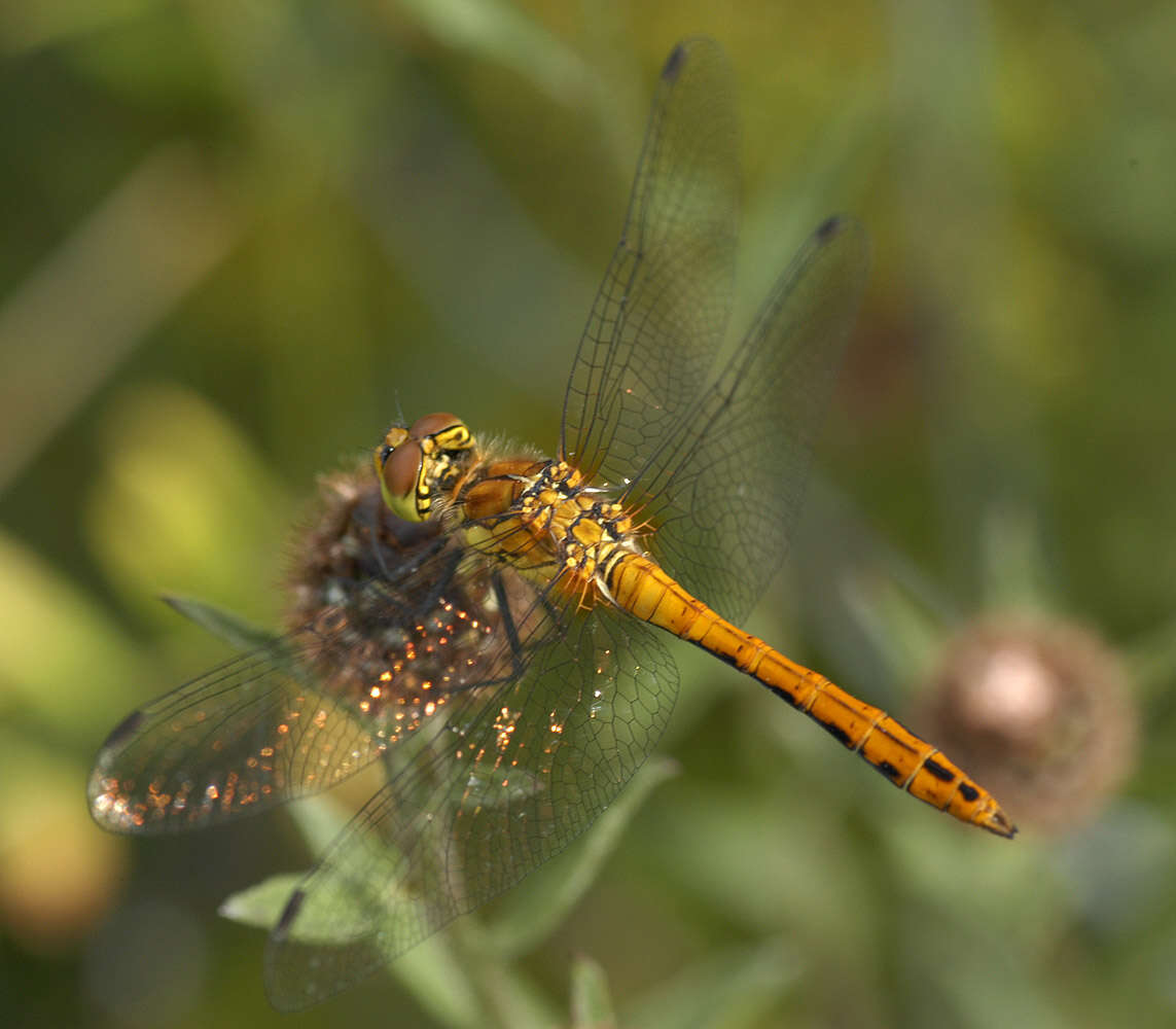 Image of Ruddy Darter