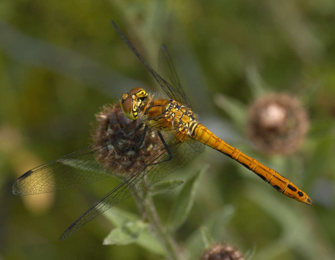 Image of Ruddy Darter