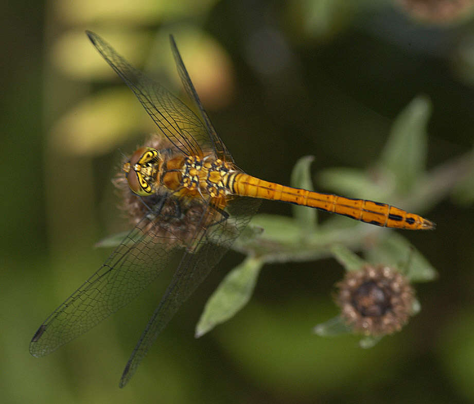 Image of Ruddy Darter