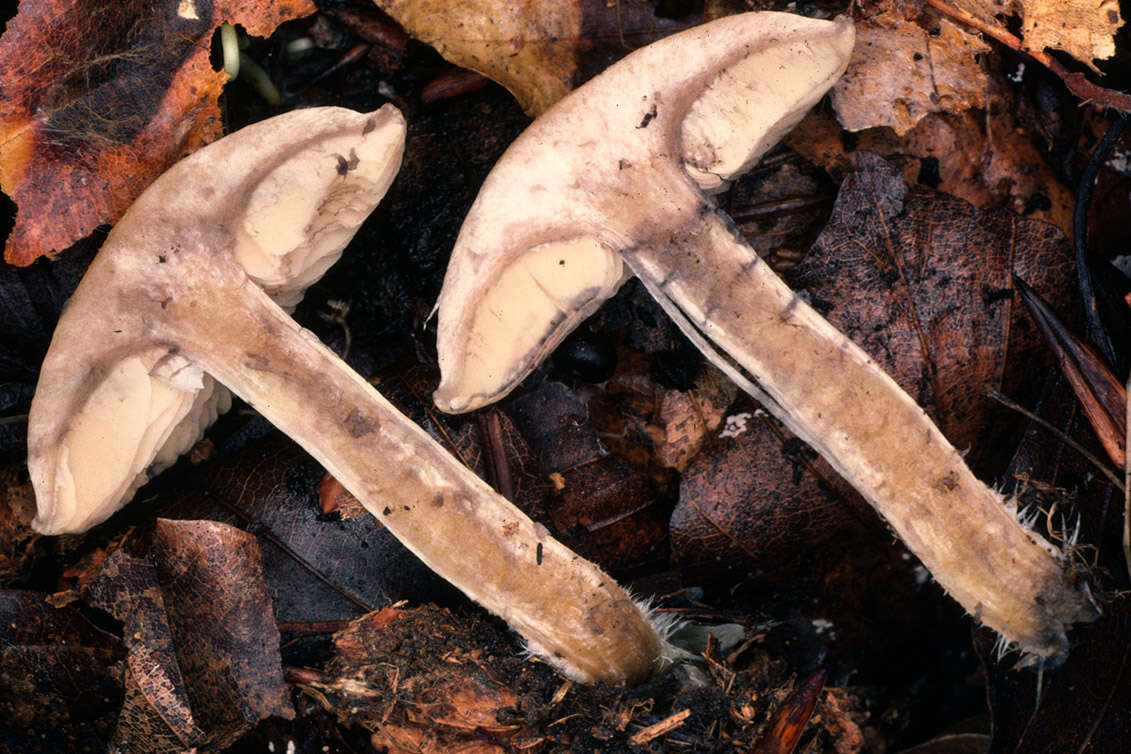 Image of Calocybe gangraenosa (Fr.) V. Hofst., Moncalvo, Redhead & Vilgalys 2012