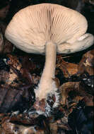 Image of Calocybe gangraenosa (Fr.) V. Hofst., Moncalvo, Redhead & Vilgalys 2012