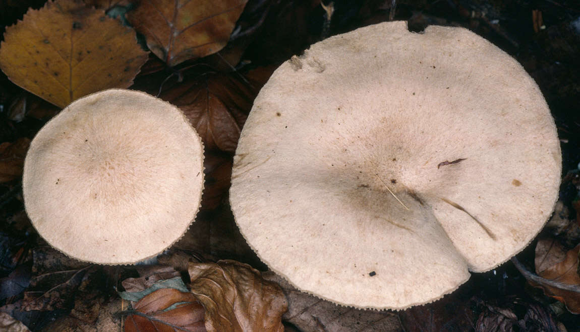 Image of Calocybe gangraenosa (Fr.) V. Hofst., Moncalvo, Redhead & Vilgalys 2012