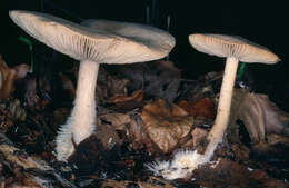 Image of Calocybe gangraenosa (Fr.) V. Hofst., Moncalvo, Redhead & Vilgalys 2012