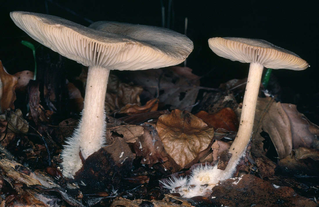 Image of Calocybe gangraenosa (Fr.) V. Hofst., Moncalvo, Redhead & Vilgalys 2012