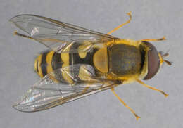Image of Common Banded Hoverfly