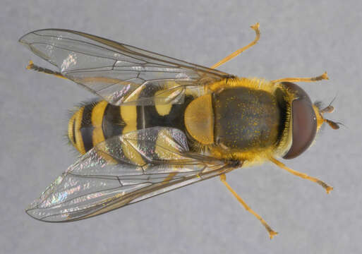 Image of Common Banded Hoverfly