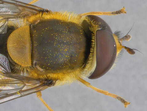 Image of Common Banded Hoverfly