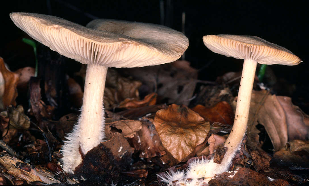 Image of Calocybe gangraenosa (Fr.) V. Hofst., Moncalvo, Redhead & Vilgalys 2012