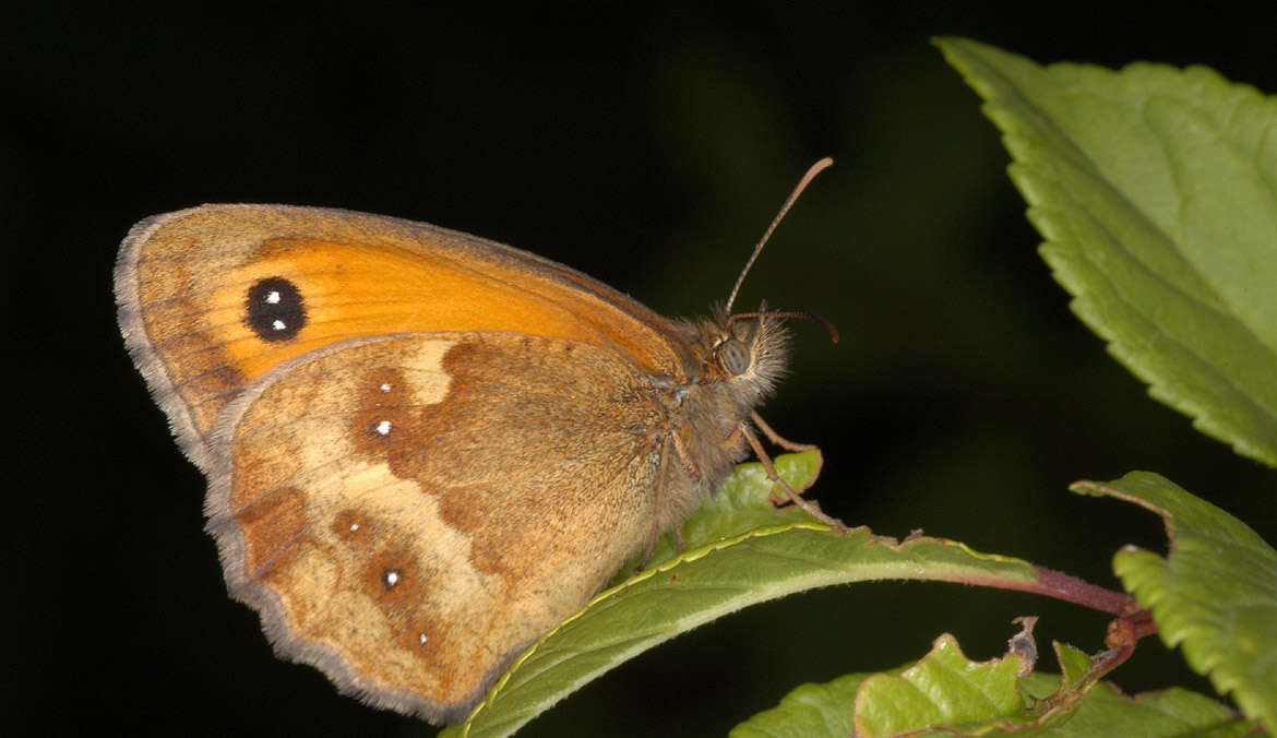 Image of hedge brown