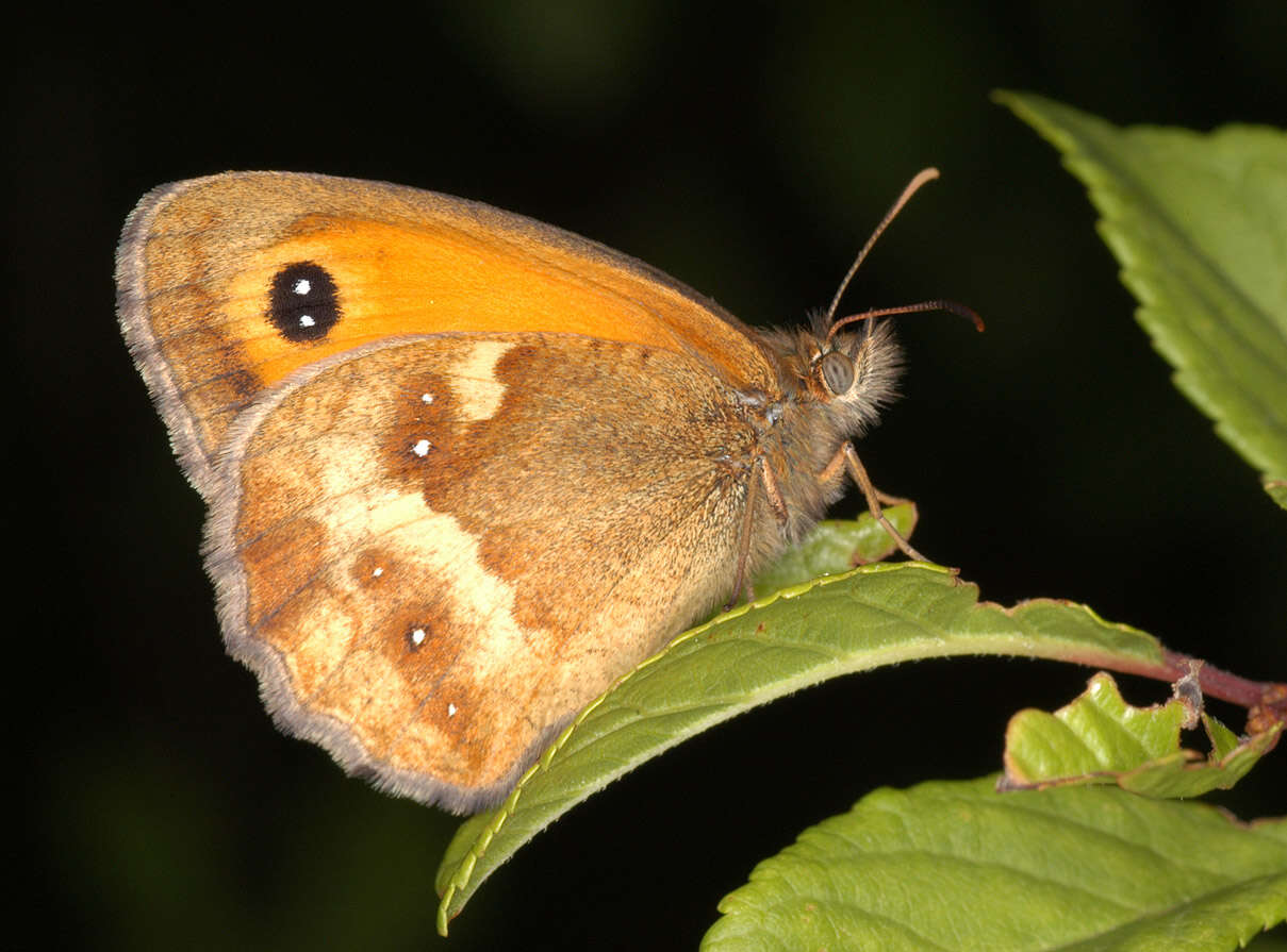 Image of hedge brown