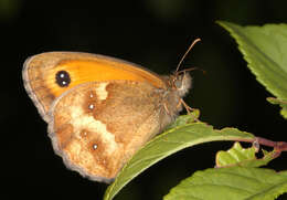 Image of hedge brown