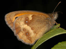 Image of hedge brown