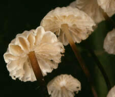 Imagem de Marasmius bulliardii Quél. 1878