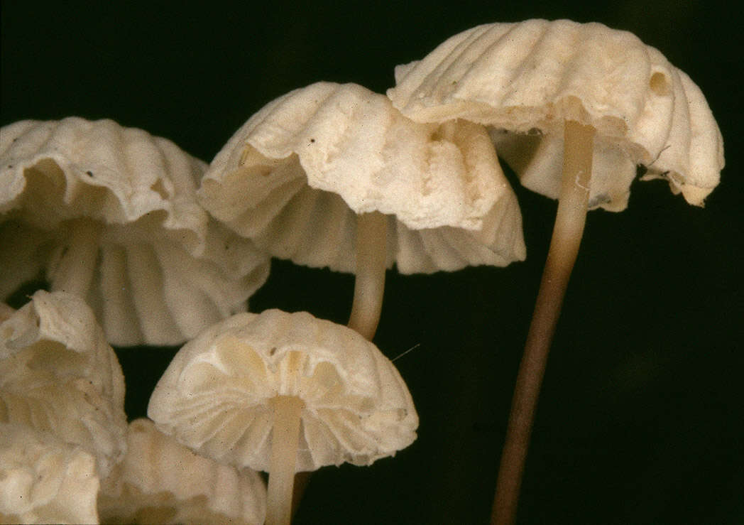 Imagem de Marasmius bulliardii Quél. 1878