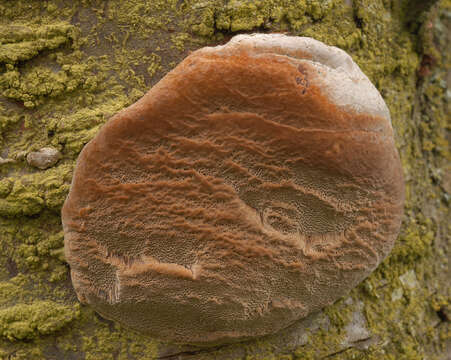 Image of Phellinus pomaceus (Pers.) Maire 1933