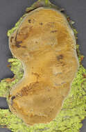 Image of Phellinus pomaceus (Pers.) Maire 1933