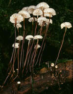 Image of Marasmius bulliardii Quél. 1878