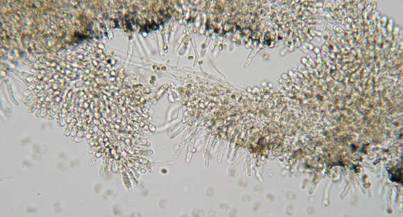 Image of Tubaria conspersa (Pers.) Fayod 1889