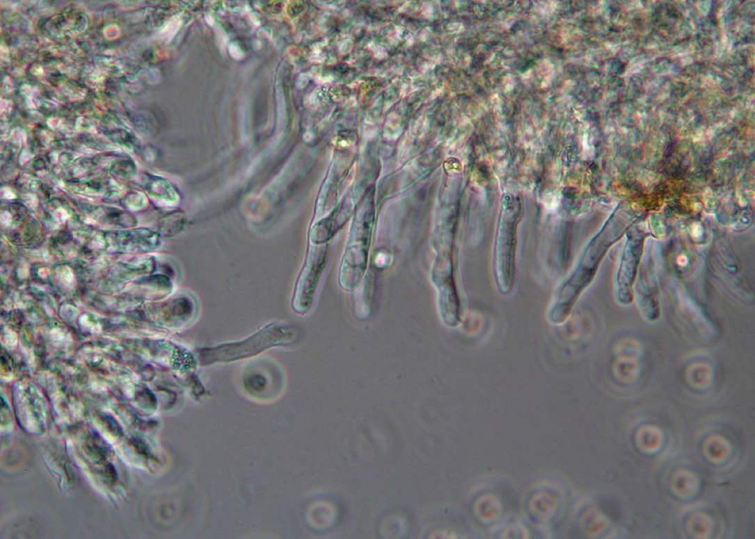 Image of Tubaria conspersa (Pers.) Fayod 1889