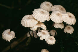 Image of Marasmius bulliardii Quél. 1878