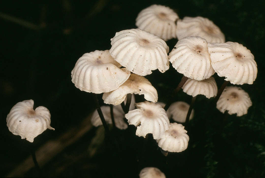 Imagem de Marasmius bulliardii Quél. 1878