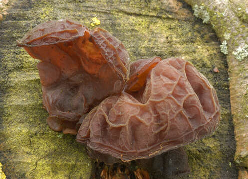 Image of ear fungus