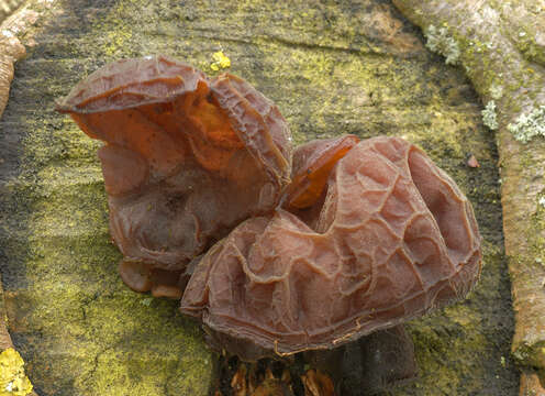 Image of ear fungus