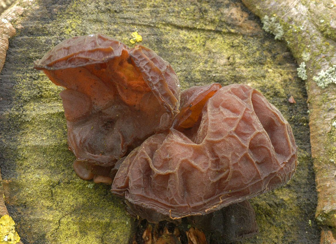 Image of ear fungus