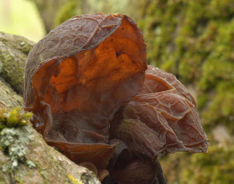 Image of ear fungus