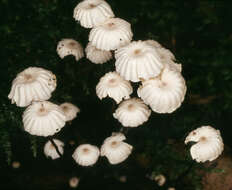 Imagem de Marasmius bulliardii Quél. 1878