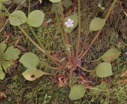 Image of Siberian springbeauty