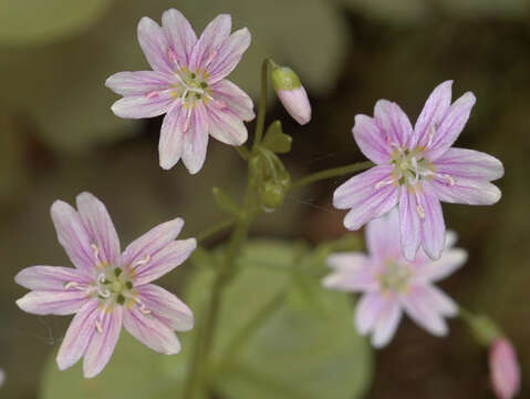 Plancia ëd Claytonia sibirica L.