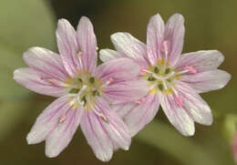 Image of Siberian springbeauty