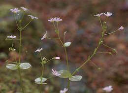 Image of Siberian springbeauty