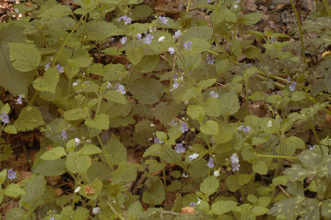 Image of Wood speedwell