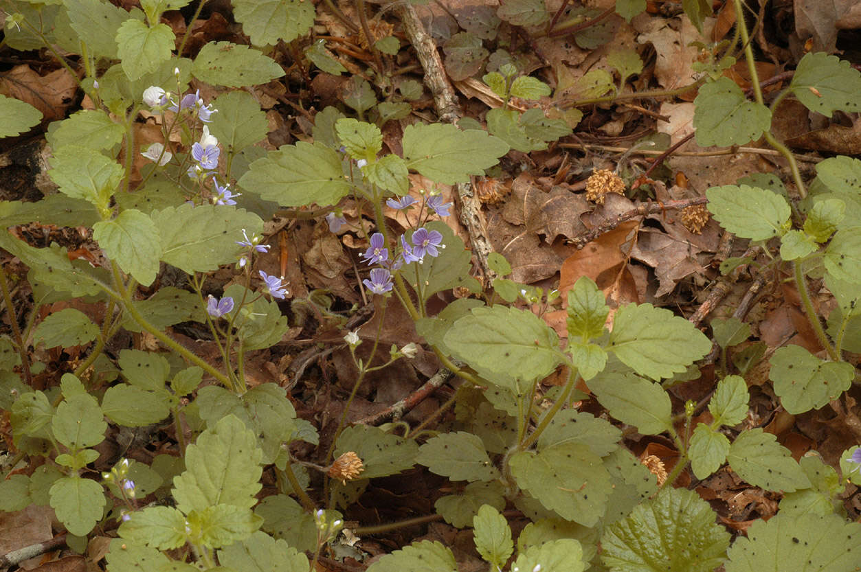 Image of Wood speedwell