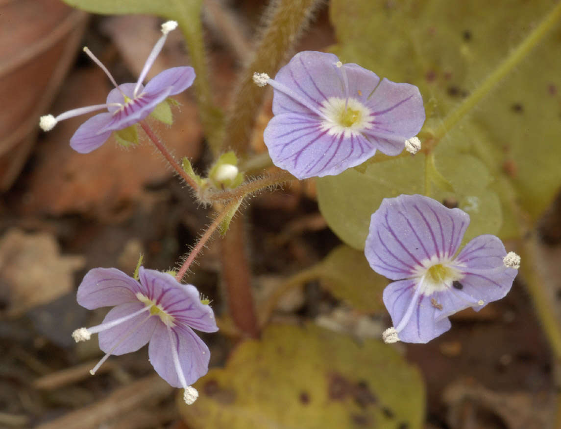 Image of Wood speedwell