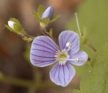 Image of Wood speedwell