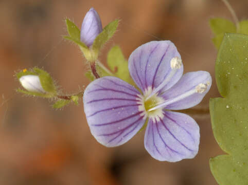 Image of Wood speedwell