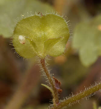 Image of Wood speedwell