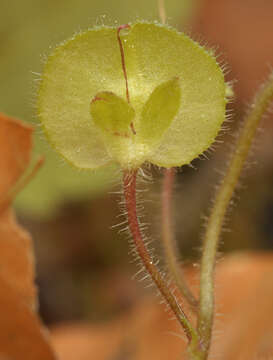 Image of Wood speedwell