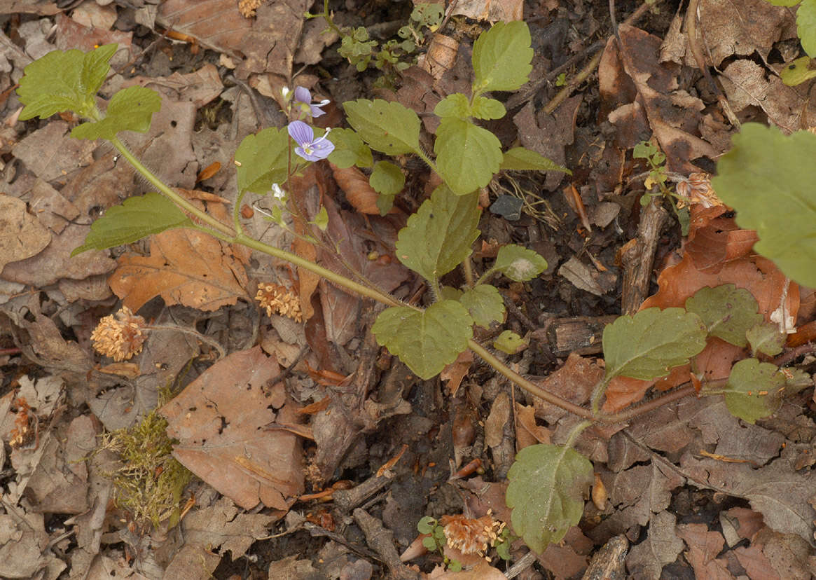 Image of Wood speedwell