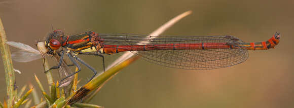 Image of Pyrrhosoma Charpentier 1840