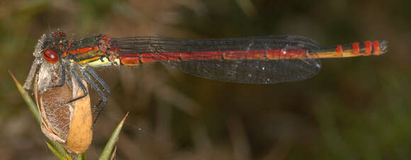 Image of Pyrrhosoma Charpentier 1840