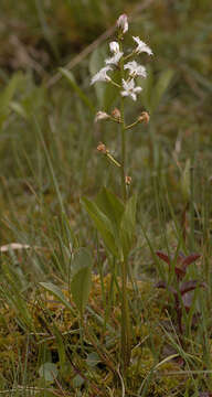 Image of bogbean